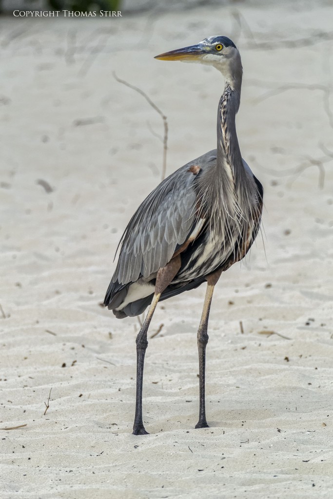 Nikon 1 V2 & Nikon 1 CX 70-300 f/4.5-5.6, f/5.6, 1/1250, ISO-400, 300mm, efov 810mm