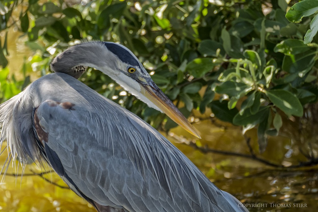 Nikon 1 V2 & Nikon 1 CX 70-300 f/4.5-5.6, f/5.6, 1/200, ISO-200, 300mm, efov 810mm