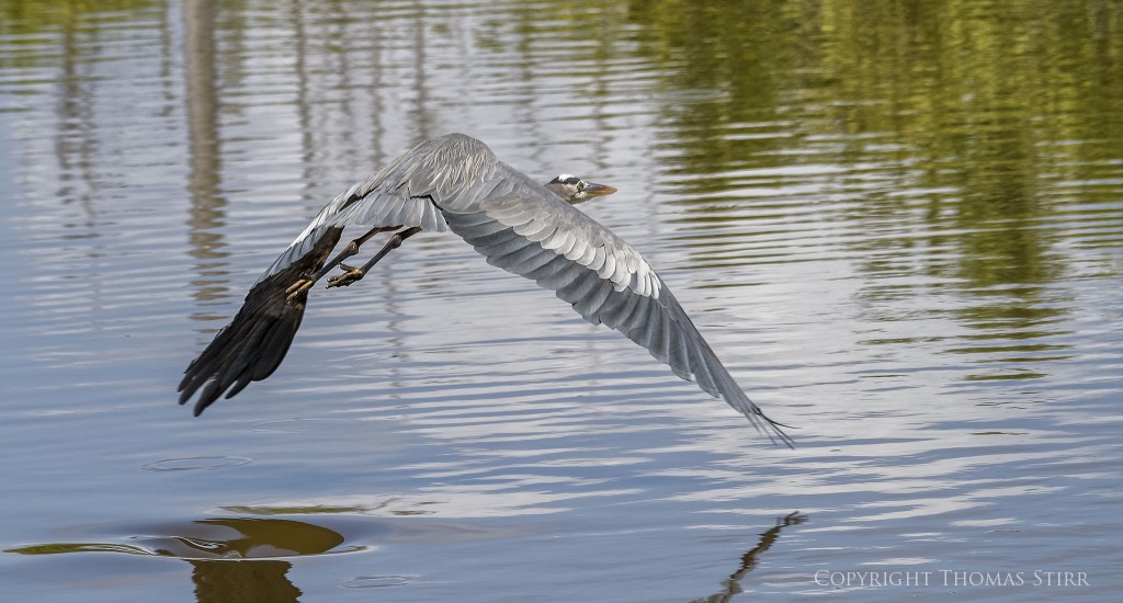 Nikon 1 V2 & Nikon 1 CX 70-300 f/4.5-5.6, f/5.6, 1/800, ISO-160, 129mm, efov 349mm