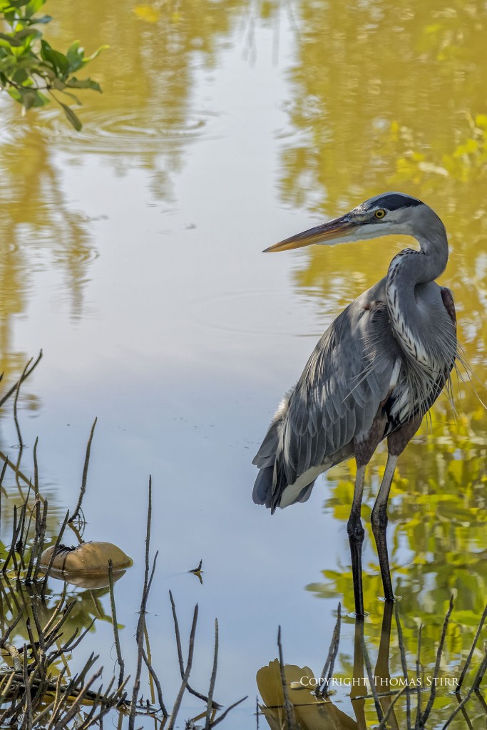Nikon 1 V2 & Nikon 1 CX 70-300 f/4.5-5.6, f/6.3, 1/640, ISO-200, 141mm, efov 381mm