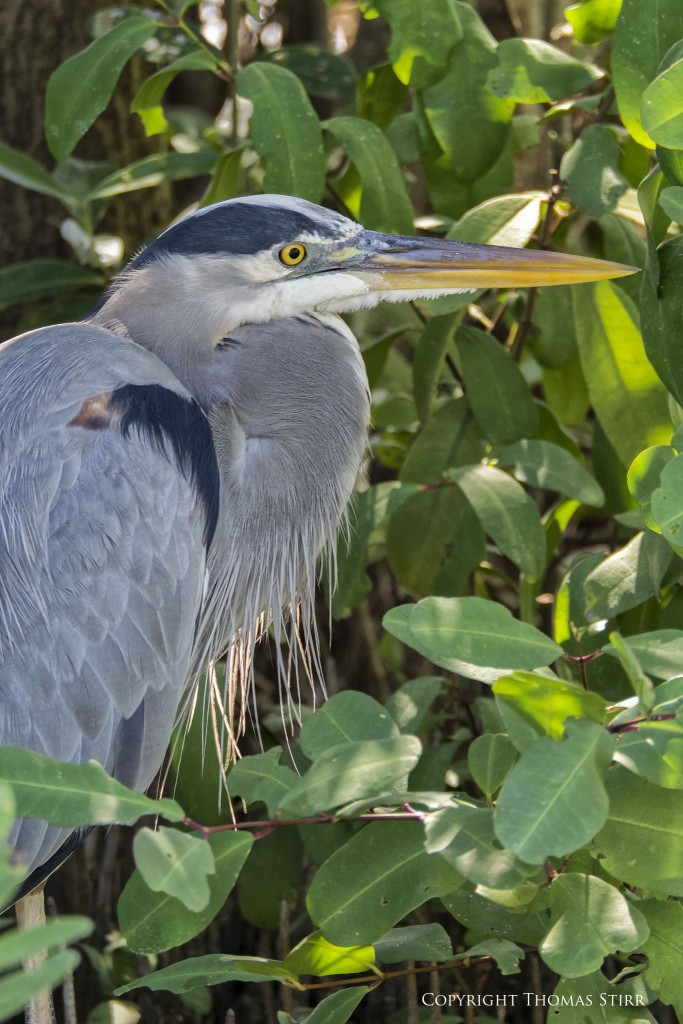 Nikon 1 V2 & Nikon 1 CX 70-300 f/4.5-5.6, ISO-400, 300mm, efov 810mm