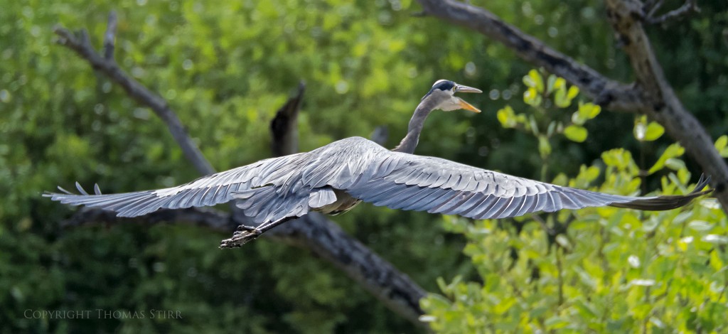 Nikon 1 V2 & Nikon 1 CX 70-300 f/4.5-5.6, f/5.6, 1/2000, ISO-800, 300mm, efov 810mm