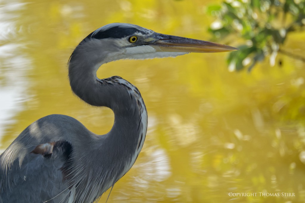 Nikon 1 V2 & Nikon 1 CX 70-300 f/4.5-5.6, f/6.3, 1/320, ISO-200, 300mm, efov 810mm