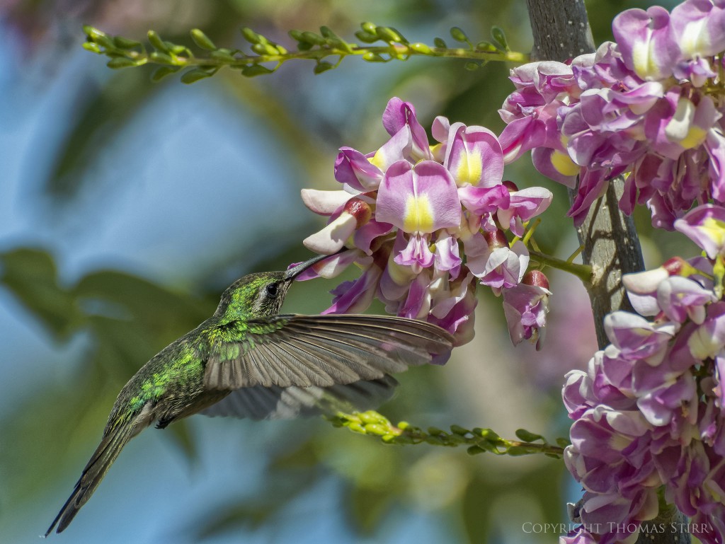 NIKON 1 V2 + NIKON 1 CX 70-300mm f/4.5-5.6 @ 300mm, ISO 400, 1/2000, f/6.3