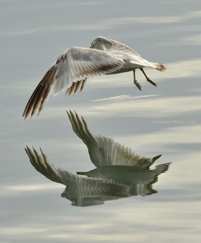 NIKON D7000 + NIKKOR 70-200 f/4 @ 200mm, ISO 400, 1/2500, f/6.3