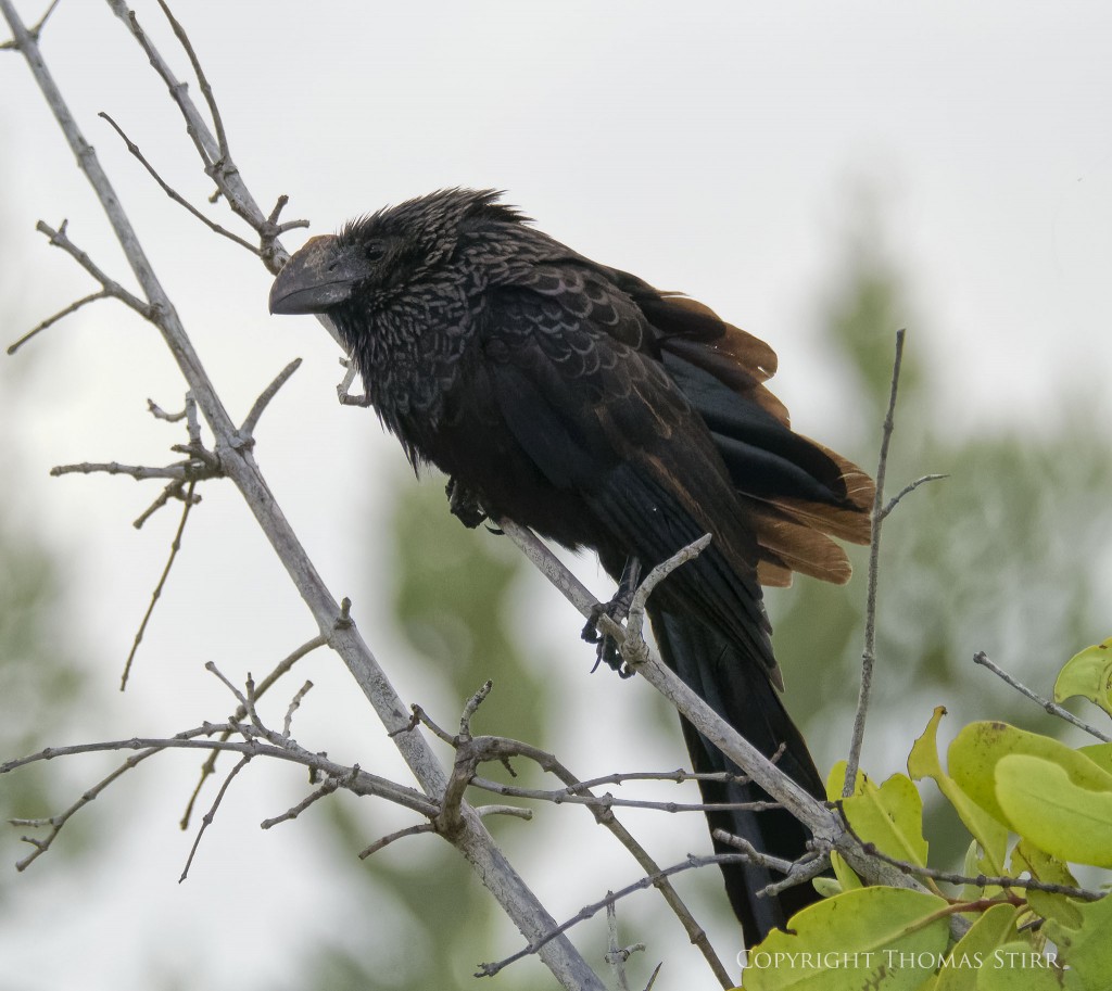Nikon 1 V2 & Nikon 1 CX 70-300 f/4.5-5.6, f/5.6, 1/4000, ISO-1600, 189mm, efov 510mm