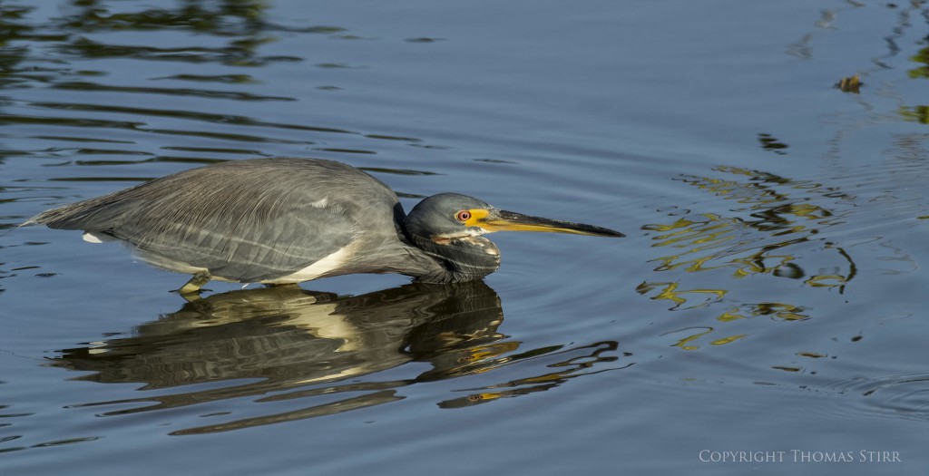 Nikon 1 V2 & Nikon 1 CX 70-300 f/4.5-5.6, f/5.6, 1/640, 300mm, efov 810mm
