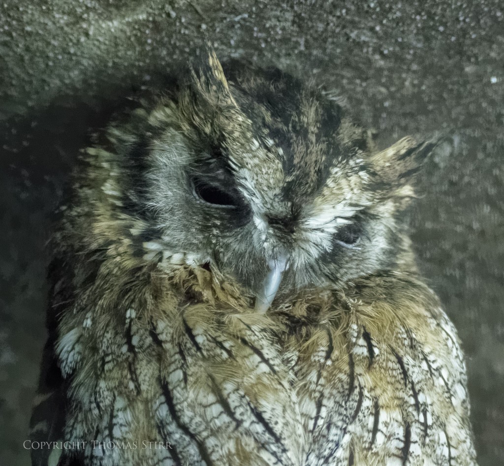 NIKON 1 V3 + NIKON 1 CX 70-300mm f/4.5-5.6 @ 129.4mm, ISO 12800, 1/60, f/5.6