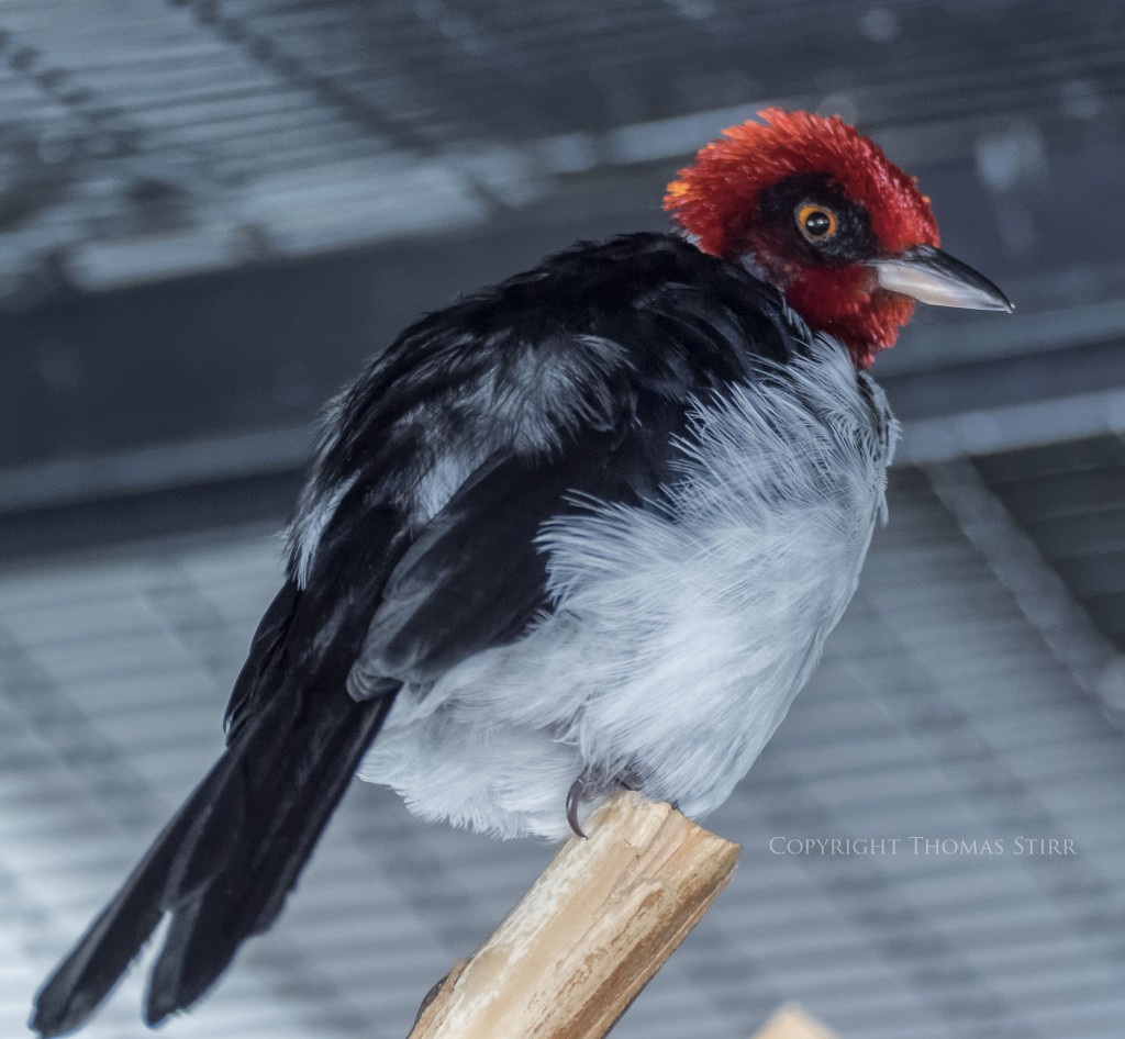 NIKON 1 V3 + NIKON 1 CX 70-300mm f/4.5-5.6 @ 300mm, ISO 1600, 1/15, f/5.6