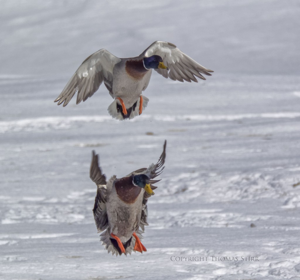 NIKON 1 V3 + NIKON 1 CX 70-300mm f/4.5-5.6 @ 300mm, ISO 160, 1/3200, f/5.6