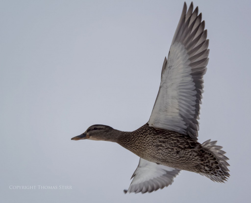 NIKON 1 V3 + NIKON 1 CX 70-300mm f/4.5-5.6 @ 254.1mm, ISO 160, 1/1600, f/5.6