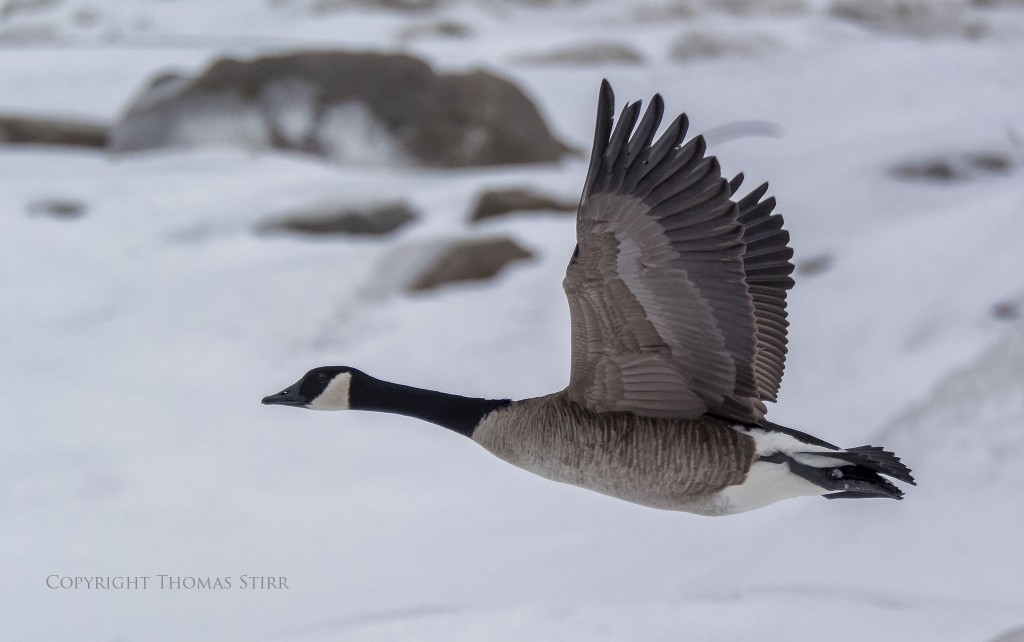 NIKON 1 V3 + NIKON 1 CX 70-300mm f/4.5-5.6 @ 300mm, ISO 400, 1/2500, f/5.6
