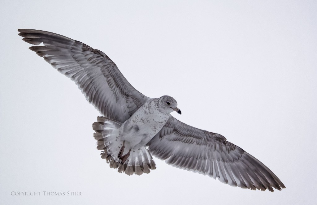 NIKON 1 V3 + NIKON 1 CX 70-300mm f/4.5-5.6 @ 208mm, ISO 400, 1/3200, f/5.6