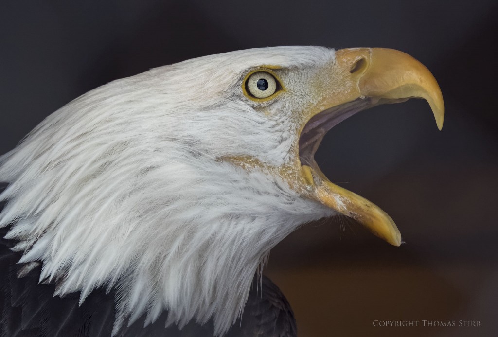 Nikon 1 V3 + Nikon 1 CX 70-300, f/5.6, 1/640, ISO-800, 181mm, efov 487mm