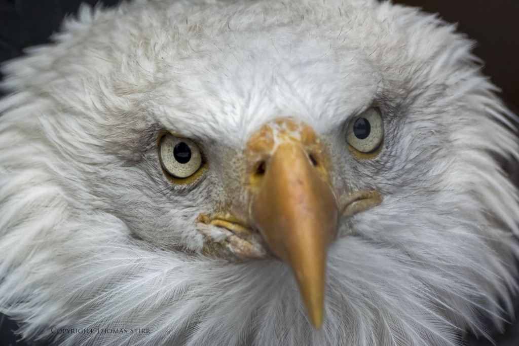 Nikon 1 V3 + Nikon 1 CX 70-300, f/5.6, 1/500, ISO-400, 178mm, efov 480mm
