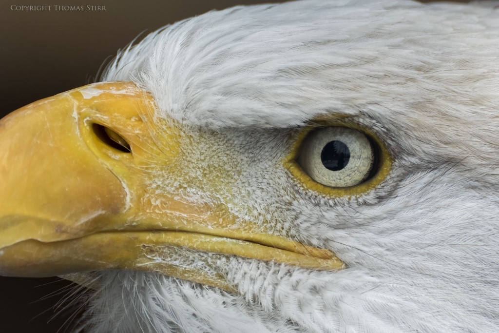 Nikon 1 V3 + Nikon 1 CX 70-300, f/5.6, 1/250, ISO-400, 300mm, efov 810mm