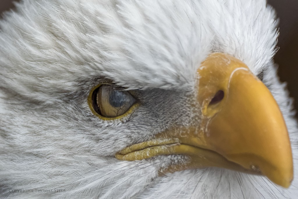 Nikon 1 V3 + Nikon 1 CX 70-300. f/5.6, 1/800, ISO-1600, 300mm, 810mm