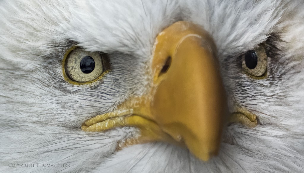 Nikon 1 V3 + Nikon 1 CX 70-300, f/5.6, 1/1250, ISO-1600, 300mm, efov 810mm