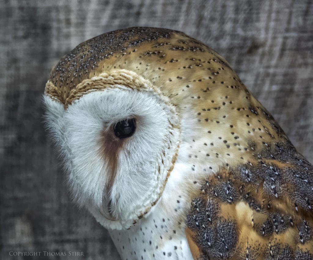 Nikon 1 V3 + Nikon 1 CX 70-300, f/5.6, 1/640, ISO-800, 234mm, efov 633mm.