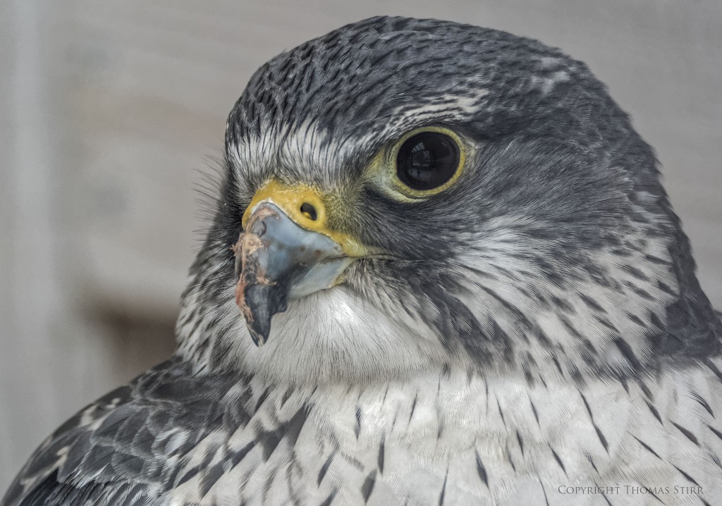 Nikon 1 V3 + Nikon 1 CX 70-300, f/5.6, 1/320, ISO-1600, 300mm, efov 810mm
