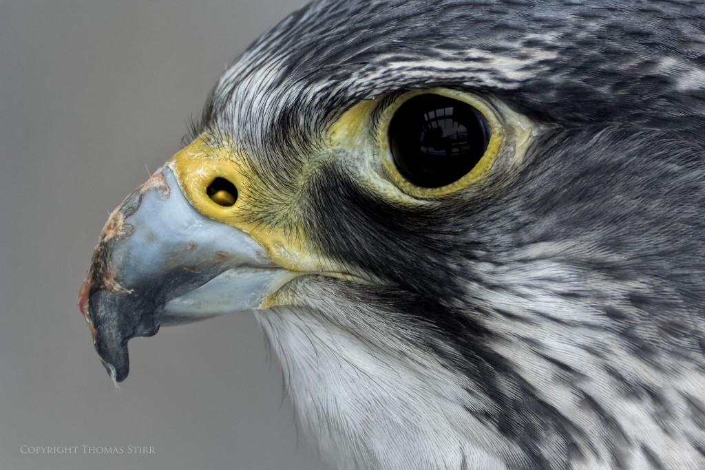 Nikon 1 V3 + Nikon 1 CX 70-300, f/5.6, 1/640, ISO-1600, 300mm, efov 810mm