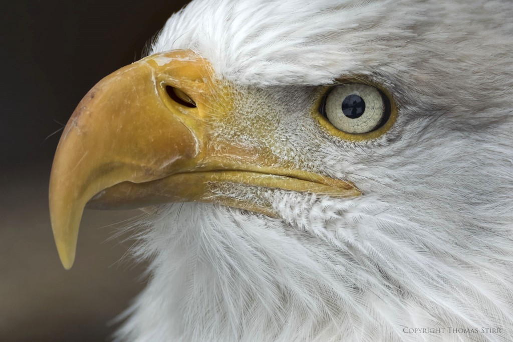 Nikon 1 V3 + Nikon 1 CX 70-300, f/5.6, 1/320, ISO-400, 261mm, efov 704mm