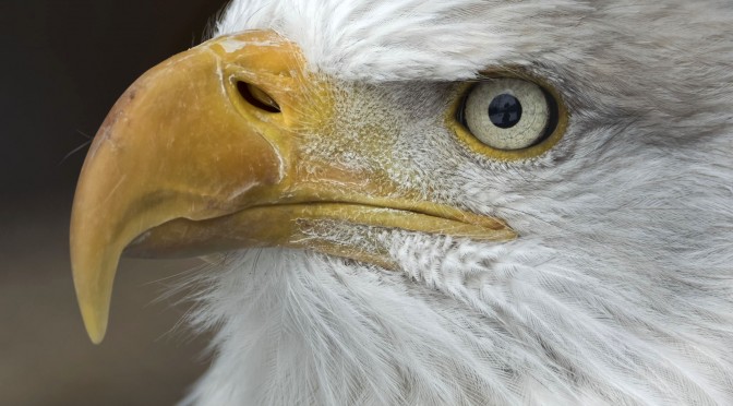 Bald Eagles up Close with Nikon 1 V3