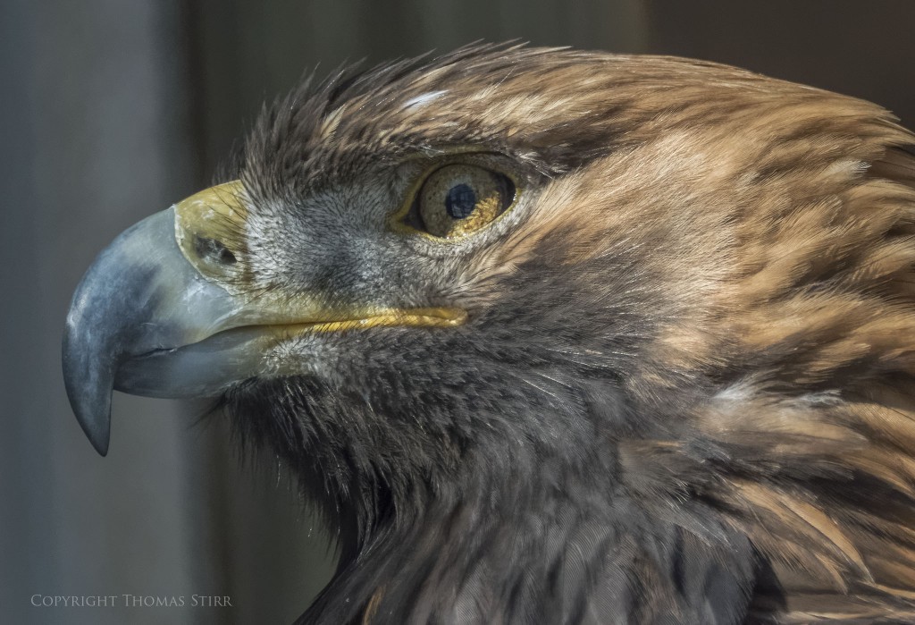 Nikon 1 V3 + Nikon 1 CX 70-300, f/5.6, 1/2000, ISO-1600, 250mm, efov 675mm