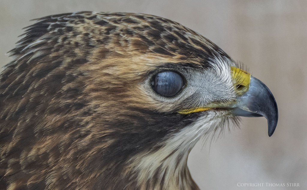 Nikon 1 V3 + Nikon 1 CX 70-300, f/5.6, 1/800, ISO-1600, 300mm, efov 810mm