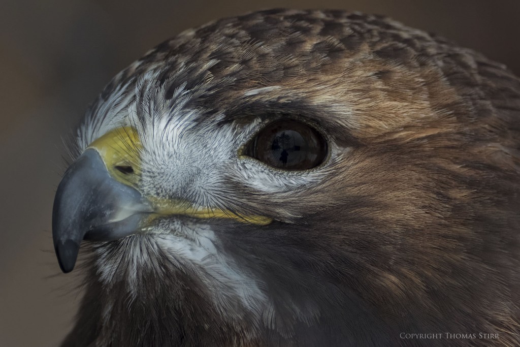 Nikon 1 V3 + Nikon 1 CX 70-300, f/5.6, 1/640, ISO-800, 220mm, efov 592mm