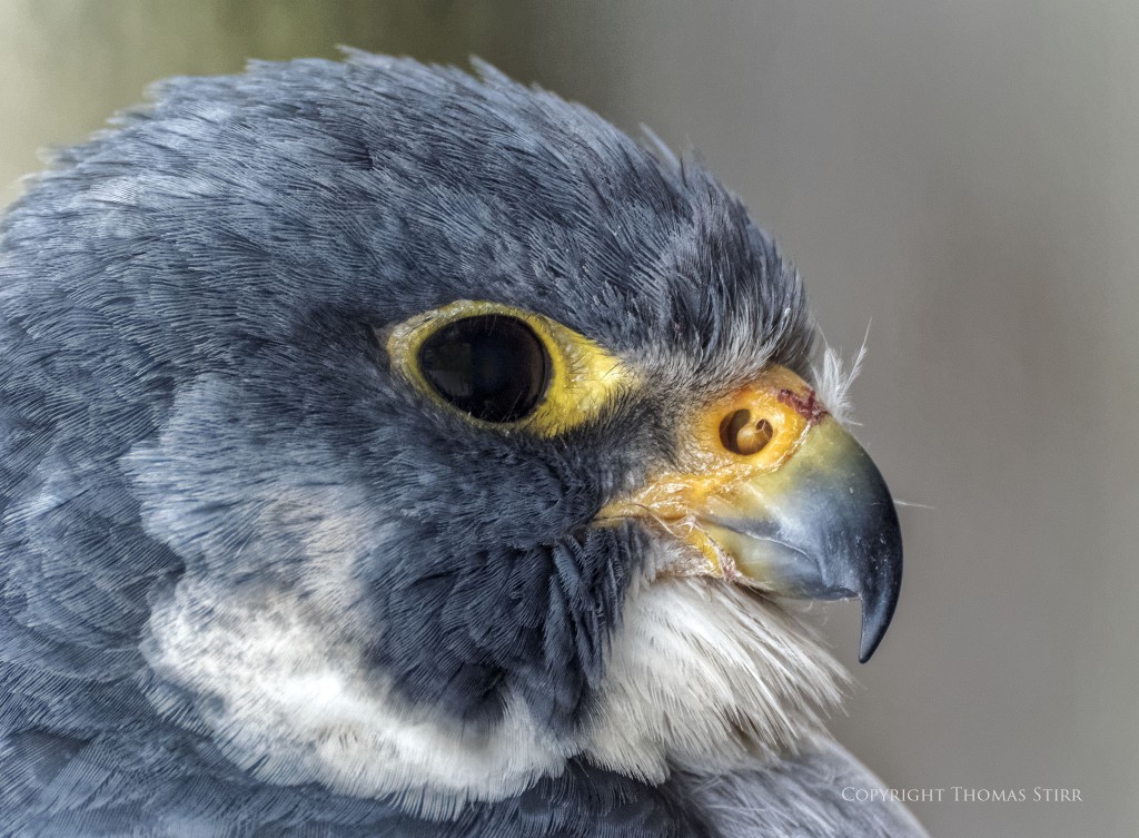 Nikon 1 V3 + Nikon 1 CX 70-300, f/5.6, 1/200, ISO-1600, 300mm, efov 810mm