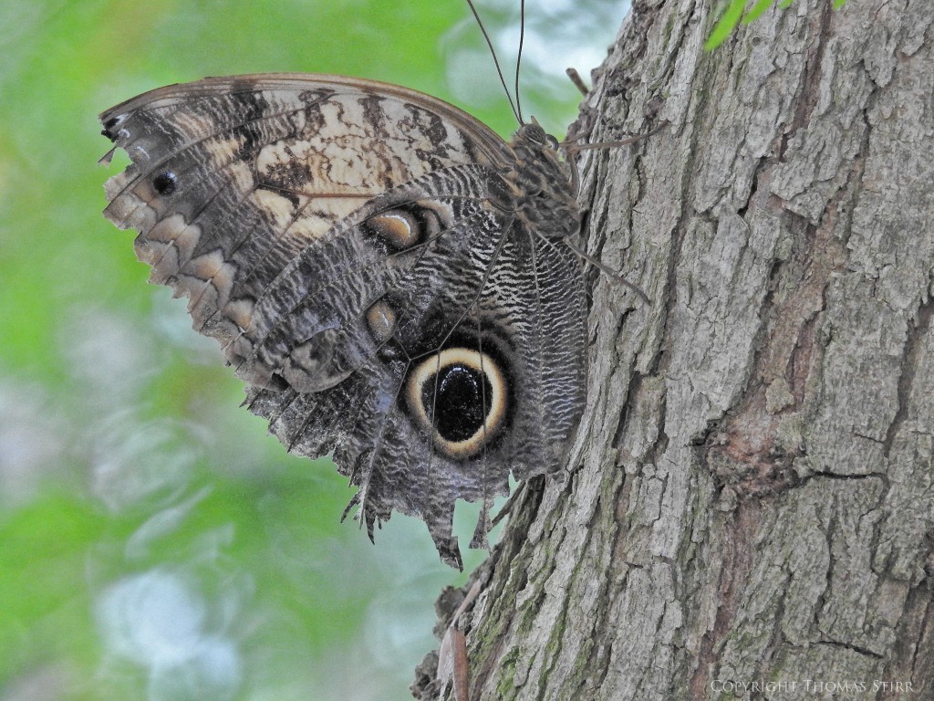 NIKON P900, f/6.3, 1/100, ISO-800, 116mm, efov 650mm