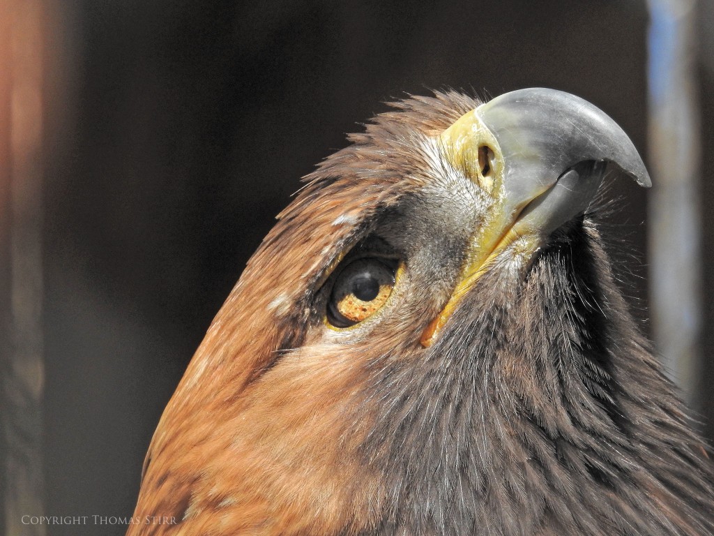 NIKON P900, f/7.1, 1/500, ISO-400, 152mm, efov 850mm