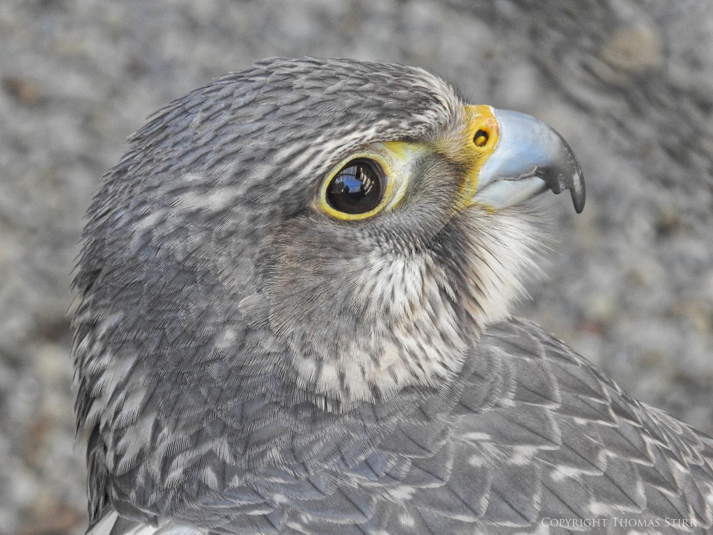 NIKON P900, f/7.1, 1/60, ISO-400, 62mm, efov 350mm