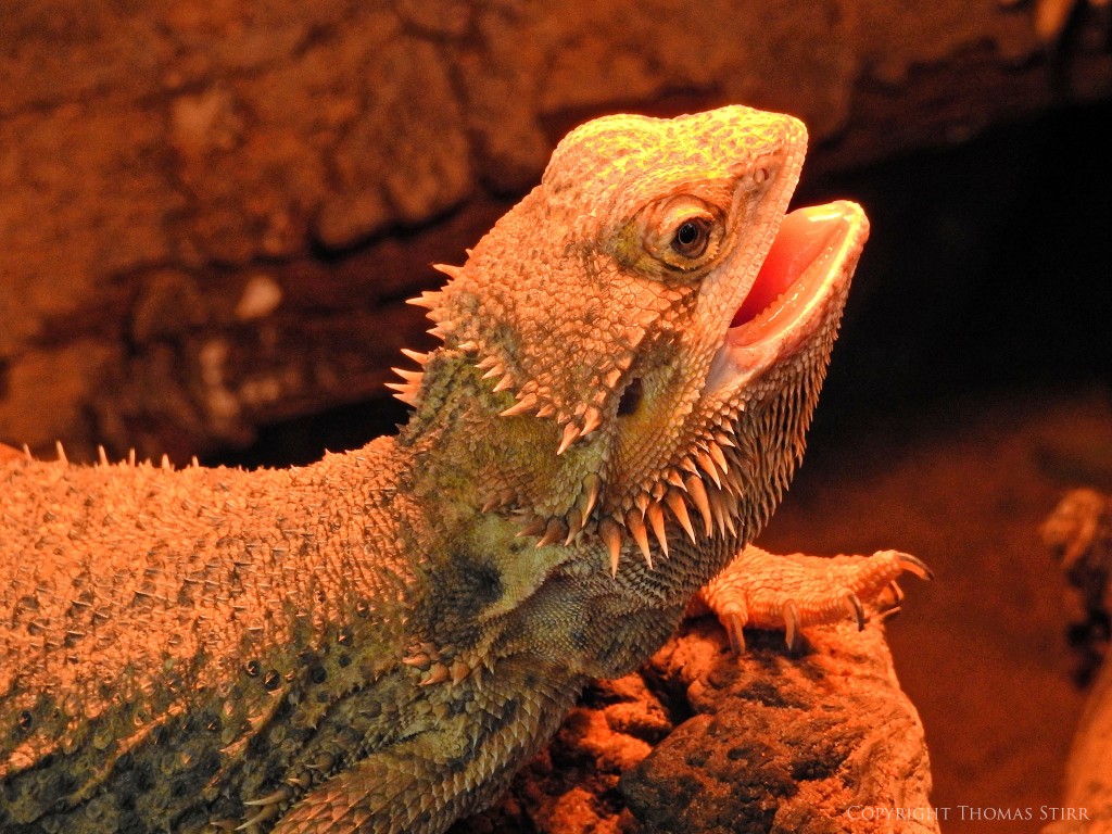 NIKON P900, f/6.3, 1/100, ISO-400, 98mm, efov 550mm