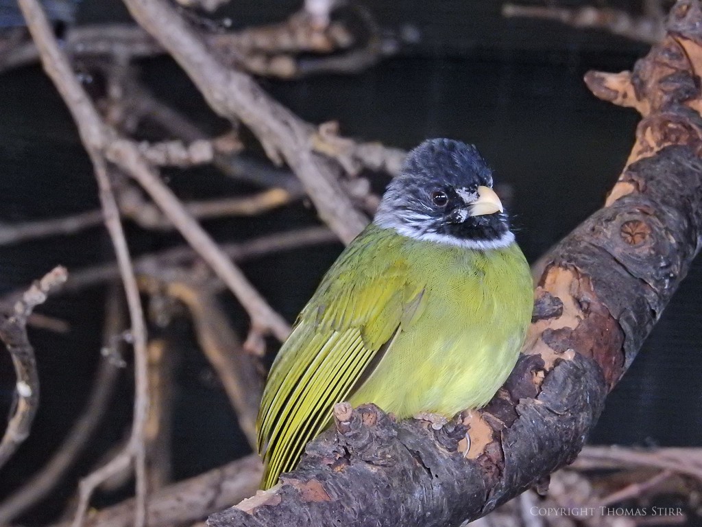 NIKON P900, f/6.3, 1/15, ISO-1600, 89mm, efov 500mm