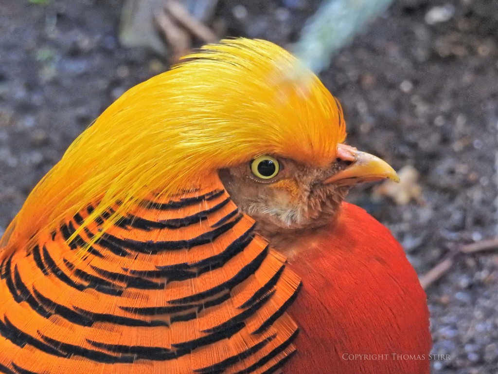 NIKON P900, f/5.6, 1/20, ISO-1600, 125mm, efov 700mm