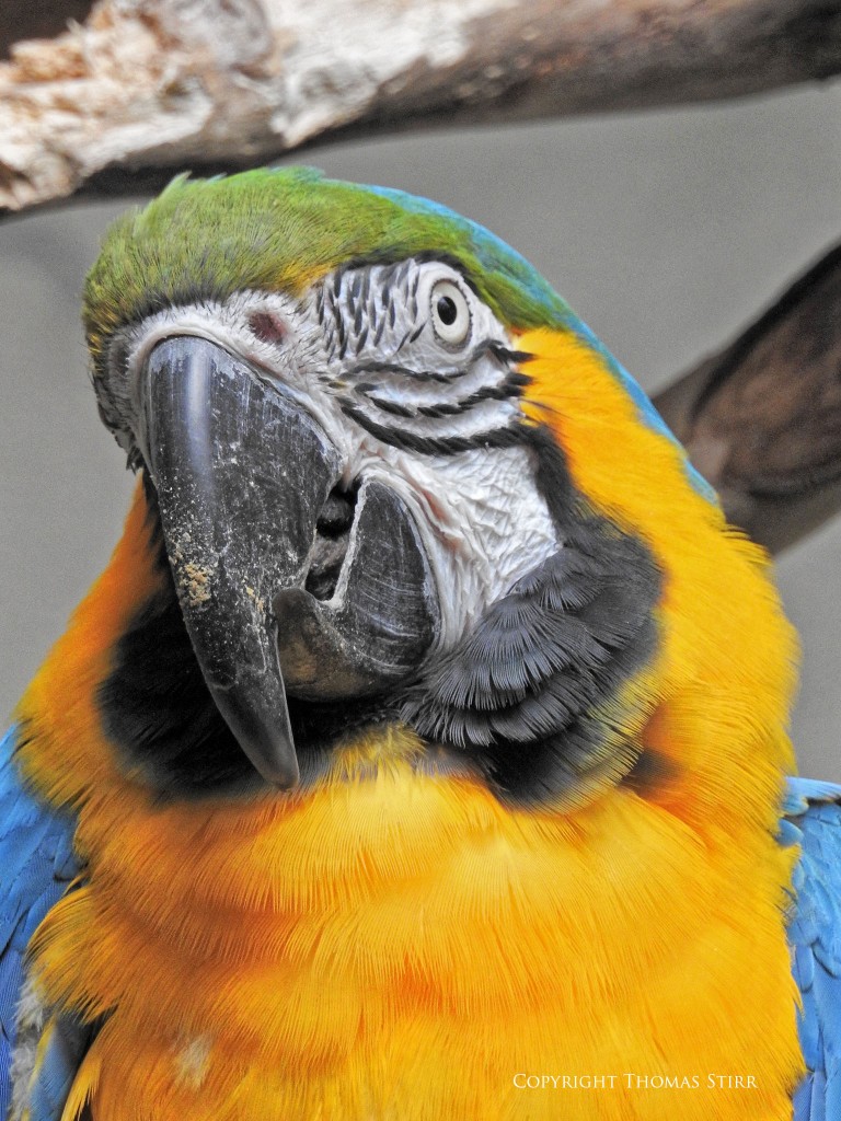 NIKON P900, f/6.3, 1/125, ISO-560, 214mm, efov 1200mm