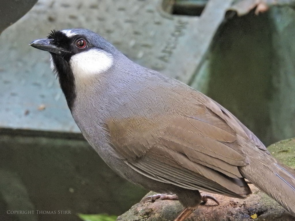 NIKON P900, f/5.6, 1/30, ISO-1600, 116mm, efov 650mm