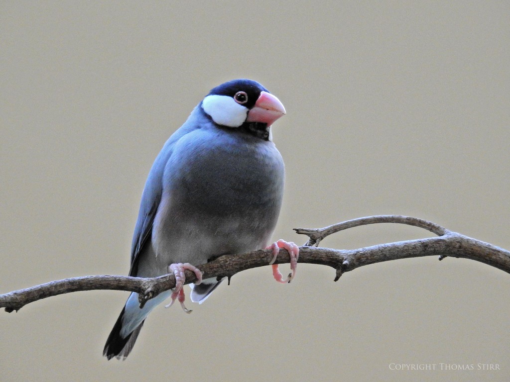 NIKON P900, f/5.6, 1/100, ISO-800, 170mm, efov 950mm