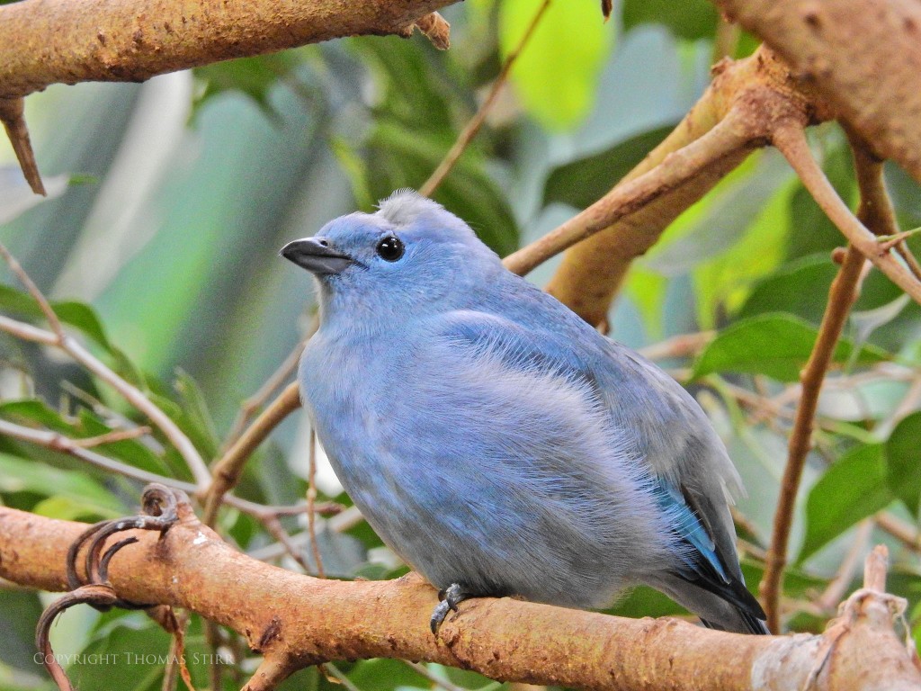 NIKON P900, f/7.1, 1/25, ISO-900, 107mm, efov 600mm