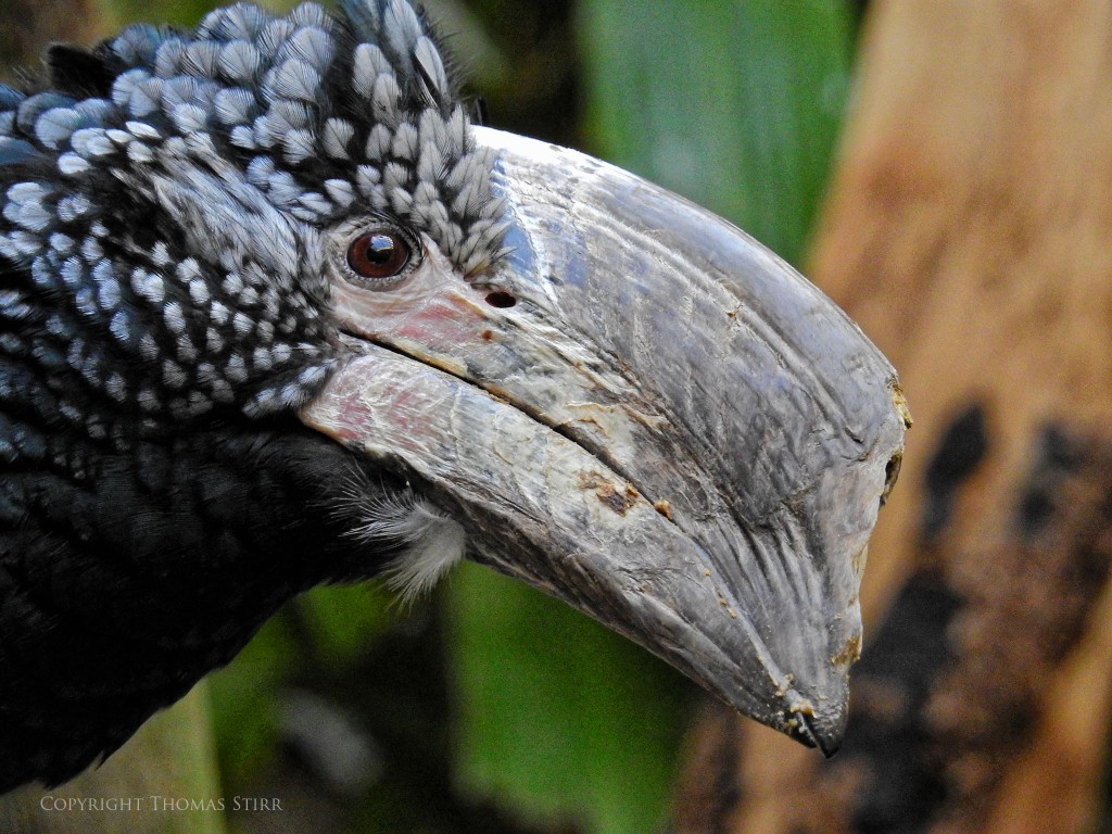 NIKON P900, f/7.1, 1/60, ISO-800, 170mm, efov 950mm