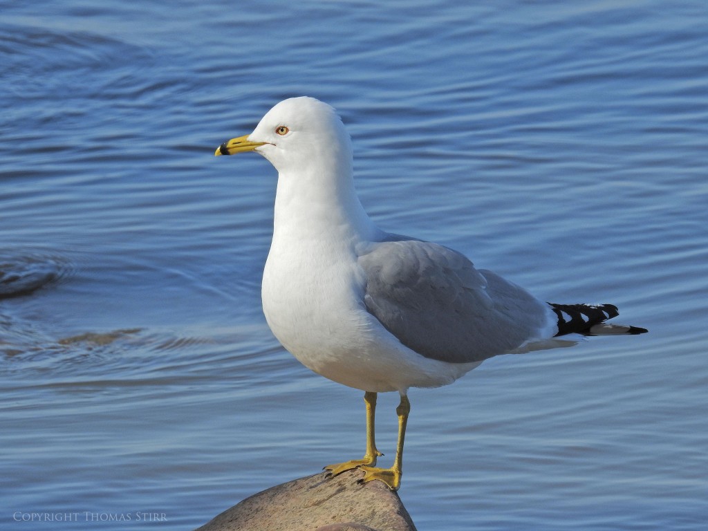 NIKON P900, f/7.1, 1/500, ISO-110, 178mm, efov 1000mm