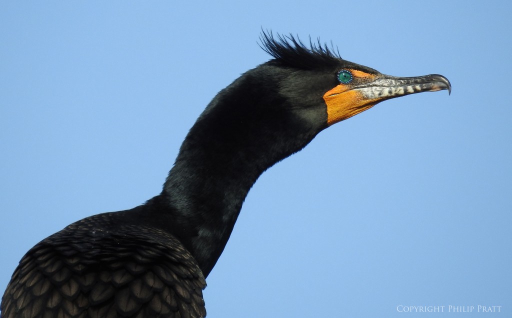 NIKON P900, f/6.3, 1/500, ISO-140, 321mm, efov 1800mm