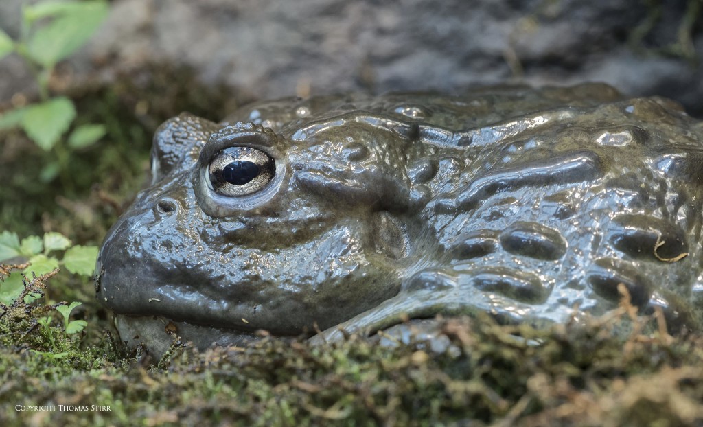 NIKON D800 + NIKKOR 105mm f/2.8 @ 105mm, ISO 2000, 1/50, f/11.0