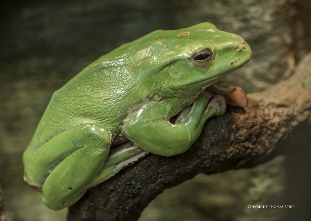 NIKON D800 + NIKKOR 105mm f/2.8 @ 105mm, ISO 2500, 1/125, f/9.0