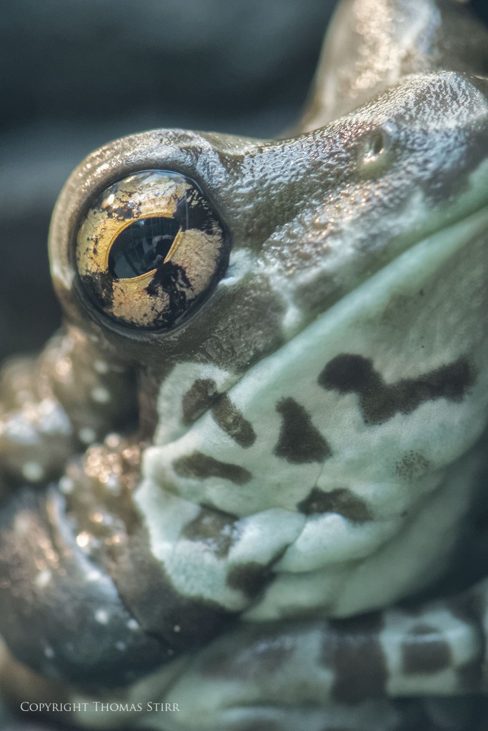 NIKON 1 V2 + NIKKOR 105mm f/2.8 @ 105mm, ISO 1600, 1/100, f/6.3