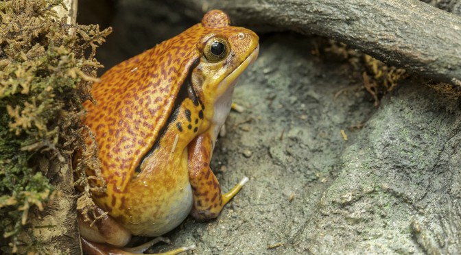 A Ribitting Morning of Frog Images