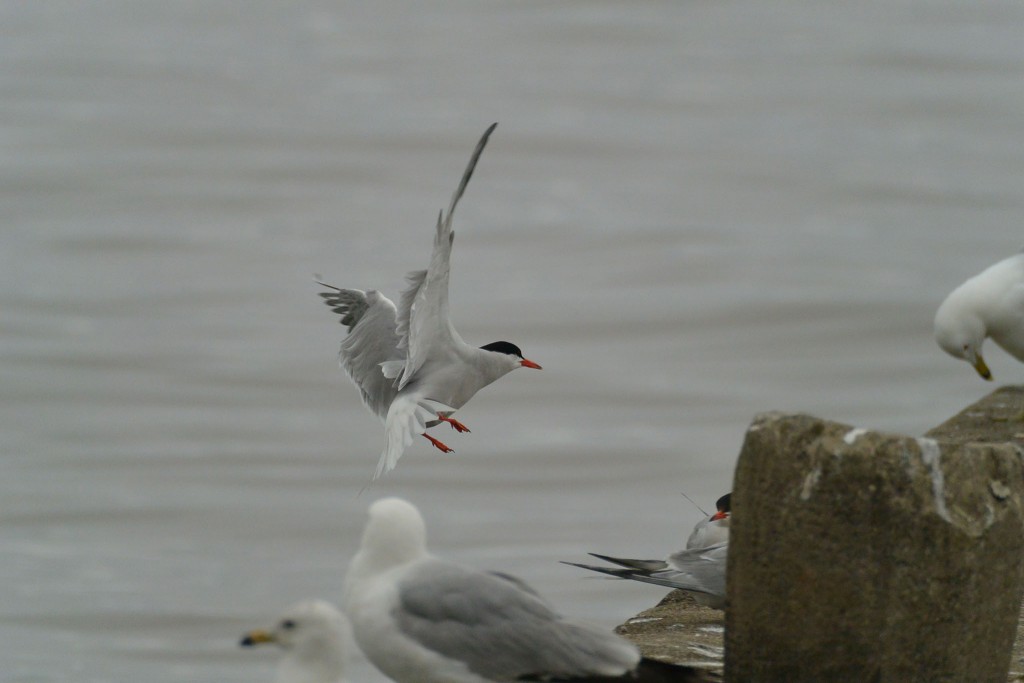 BIF cropping image 14small