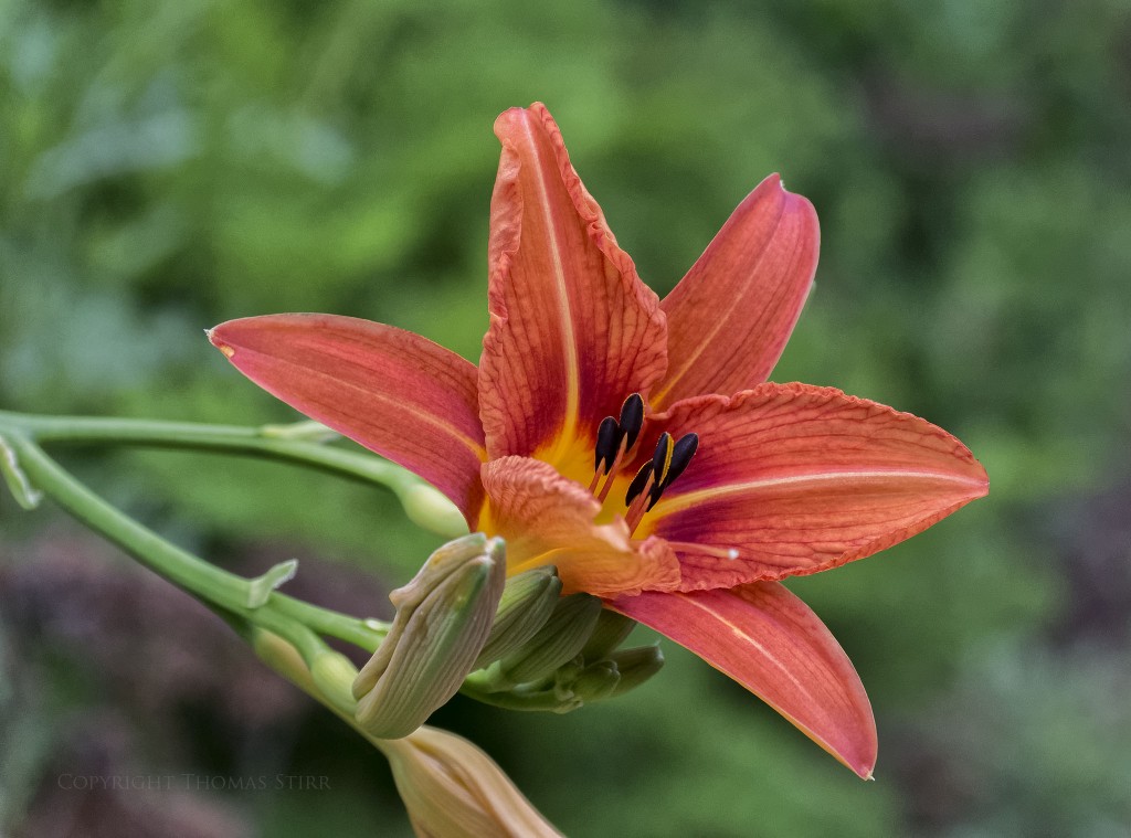 f/4.2, 1/1250, ISO-1600, 57mm, spot metering